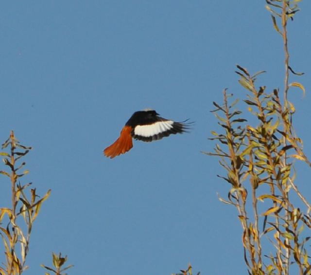 white winged redstart male flying